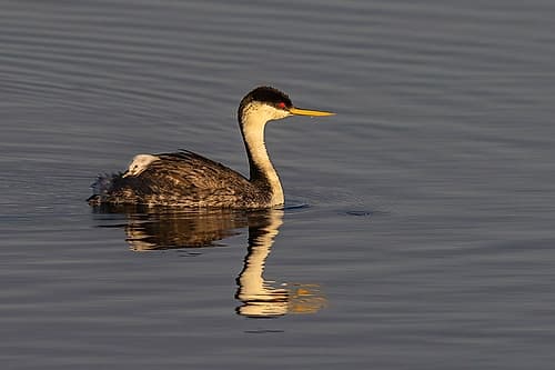 Female western grebe with chick on her back at Ninepipe NWR in the Mission Valley, Montana, USA. Art Print